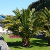 See more information about the Phoenix Canariensis - Canary Island Date Palms - 2x Mature Potted Plants