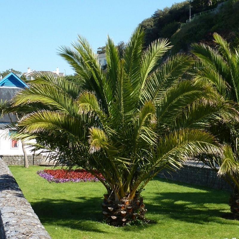 Phoenix Canariensis - Canary Island Date Palms - 2x Mature Potted Plants