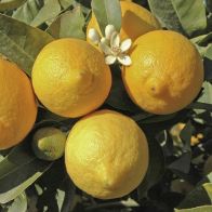 See more information about the Large 'Eureka' Lemon Tree - Single Fully Mature Tree