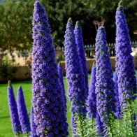 See more information about the Pride of Madeira' Echium Candicans - Single Over-Wintered Plant