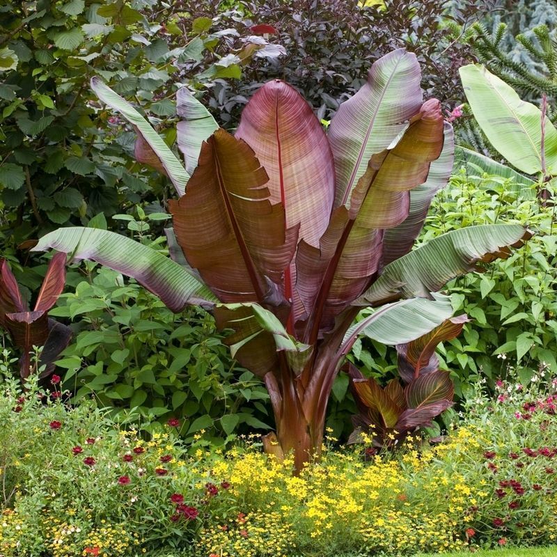 Ensete Ventricosum 'Maurelii' - Red Abysinnian Banana - Single Potted Plant
