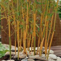 See more information about the Yellow Bamboo Phyllostachys Aureosulcata 'Spectabilis' - Single Potted Plant