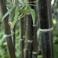Black Bamboo Phyllostachys Nigra - Single Mature Plant
