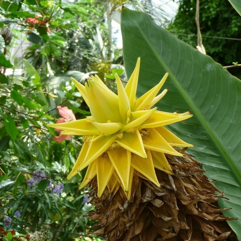 Musella Lasiocarpa - Hardy Golden Lotus Banana - Single Well-Established Plant