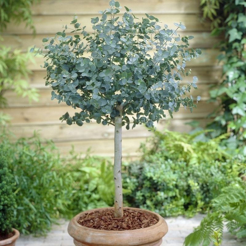 Eucalyptus Gunnii Standard Tree 80-100cm Tall in a 3L Pot