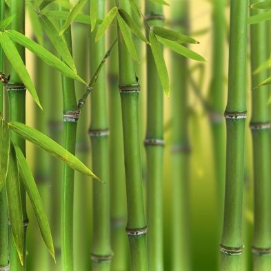 Phyllostachys Bissetti - Green Bamboo - Pot Grown Plant