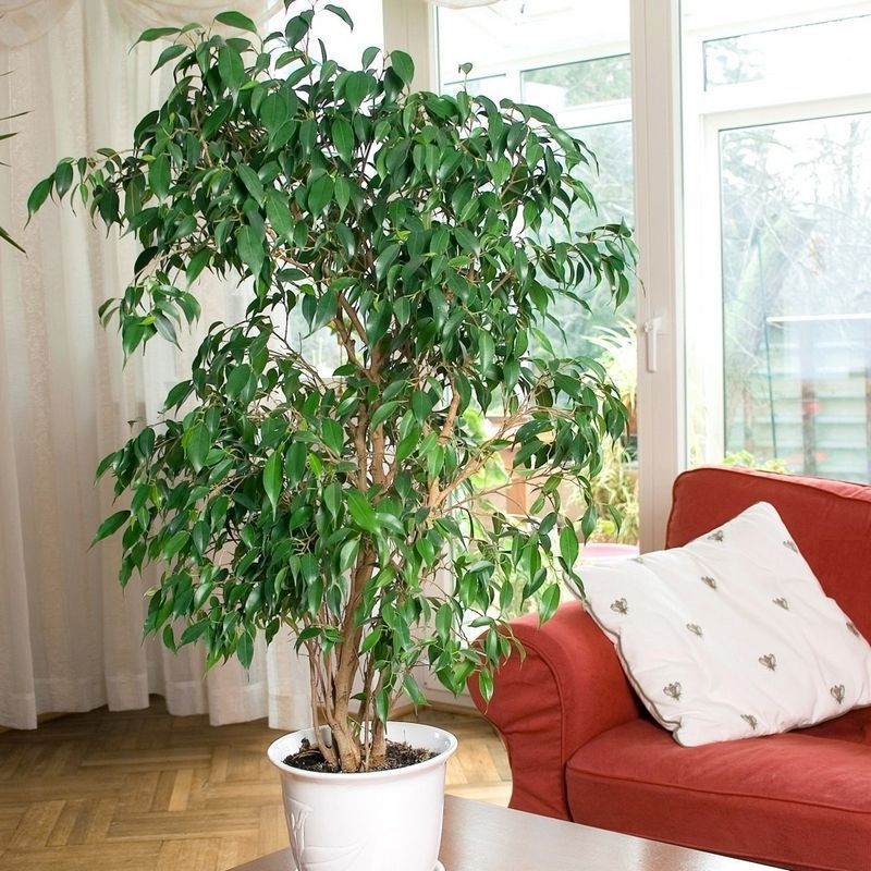 Ficus Benjamina Exotica 'Weeping Fig' 90cm Plant in a 21cm Pot
