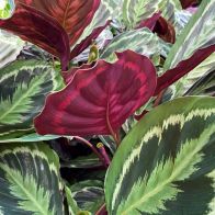See more information about the Prayer Plant Calathea 'Medallion' Potted Plant in a 21cm Pot