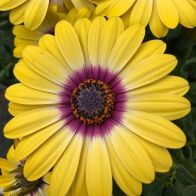 See more information about the African Daisy Osteospermum 'Tropic Sun' - 6x Plug Plants