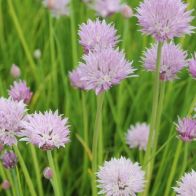 See more information about the Anglo Aquatics Allium Schoenoprasum 9cm 3 Pack