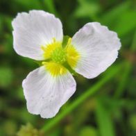 See more information about the Anglo Aquatics Baldellia Ranunculoides 1 Litre