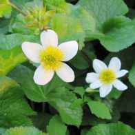 See more information about the Anglo Aquatics Caltha Palustris Alba 1 Litre