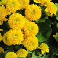 See more information about the Anglo Aquatics Caltha Palustris 'Plena' 1 Litre