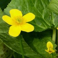 See more information about the Anglo Aquatics Caltha Palustris Polypetala 1 Litre