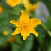 See more information about the Anglo Aquatics Caltha Palustris 1 Litre