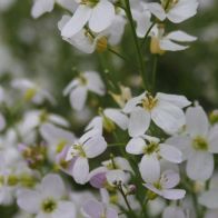See more information about the Anglo Aquatics Cardamine Pratensis 9cm
