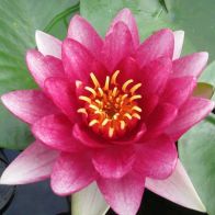 See more information about the Anglo Aquatics Nymphaea Conqueror 1 Litre