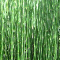 See more information about the Anglo Aquatics Equisetum Hyemale 1 Litre