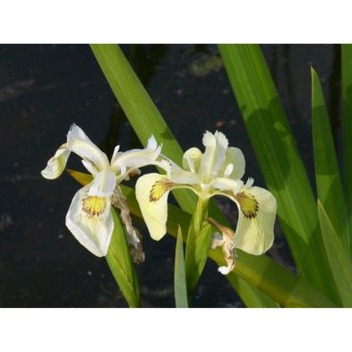 Anglo Aquatics Iris Pseudacorus 'Alba' 1 Litre