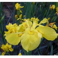 See more information about the DIS : Anglo Aquatics Iris Pseudacorus 'Flore Pleno' 1 Litre