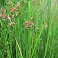 See more information about the Anglo Aquatics Juncus Effusus 1 Litre