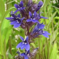 See more information about the Anglo Aquatics Lobelia Vedrariensis 1 Litre