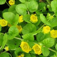 See more information about the Anglo Aquatics Lysimachia Nummularia 1 Litre
