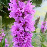 See more information about the Anglo Aquatics Lythrum Salicaria 1 Litre