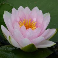 See more information about the Anglo Aquatics Nymphaea Madame Wilfron Gonnere 1 Litre