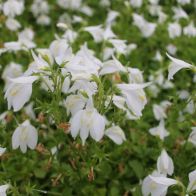 See more information about the Anglo Aquatics Mazus Reptans 'Alba' 1 Litre