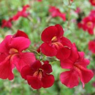 See more information about the Anglo Aquatics Mimulus Cupreus 'Red Emperor' 1 Litre