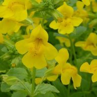 See more information about the Anglo Aquatics Mimulus Guttatus 1 Litre