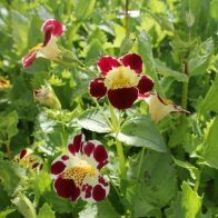 See more information about the Anglo Aquatics Mimulus Luteus 'Queens Prize' 1 Litre
