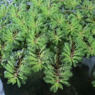 See more information about the Anglo Aquatics Myriophyllum Brasiliensis Red Stem 1 Litre