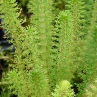 See more information about the Anglo Aquatics Myriophyllum Crispatum 1 Litre