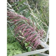 See more information about the Anglo Aquatics Phragmites Australis 1 Litre