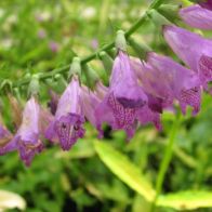 See more information about the Anglo Aquatics Physostegia Virginiana 1 Litre