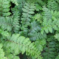 See more information about the Anglo Aquatics Polystichum Polyblepharum 1 Litre