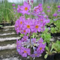 See more information about the DIS : Anglo Aquatics Primula Beesiana 9Cm - 3 Pack