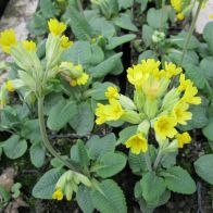 See more information about the Anglo Aquatics Primula Veris 9cm 3 Pack