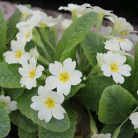 See more information about the Anglo Aquatics Primula Vulgaris 9cm 3 Pack
