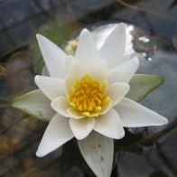See more information about the Anglo Aquatics Nymphaea Pygmaea Alba 1 Litre