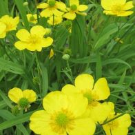 See more information about the Anglo Aquatics Ranunculus Flammula 1 Litre