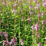 See more information about the Anglo Aquatics Stachys Palustris 1 Litre