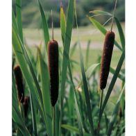 See more information about the Anglo Aquatics Typha Angustifolia 1 Litre