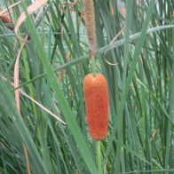 See more information about the Anglo Aquatics Typha Gracilis 1 Litre