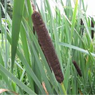 See more information about the Anglo Aquatics Typha Latifolia 1 Litre