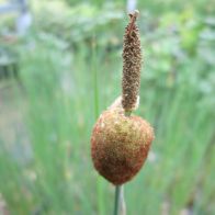 See more information about the Anglo Aquatics Typha Minima 1 Litre