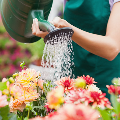 Garden Watering & Irrigation
