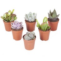 Indoor Office Children's Plants 5.5cm pots 5 x Mixed Cactus Plants 